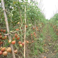 Sức khỏe đời sống - Cà chua giấm hóa chất, người trồng không dám ăn
