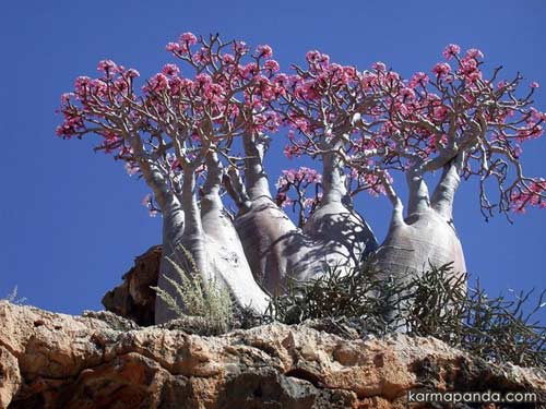 Đến đảo Socotra ngắm những loài cây lạ - 13