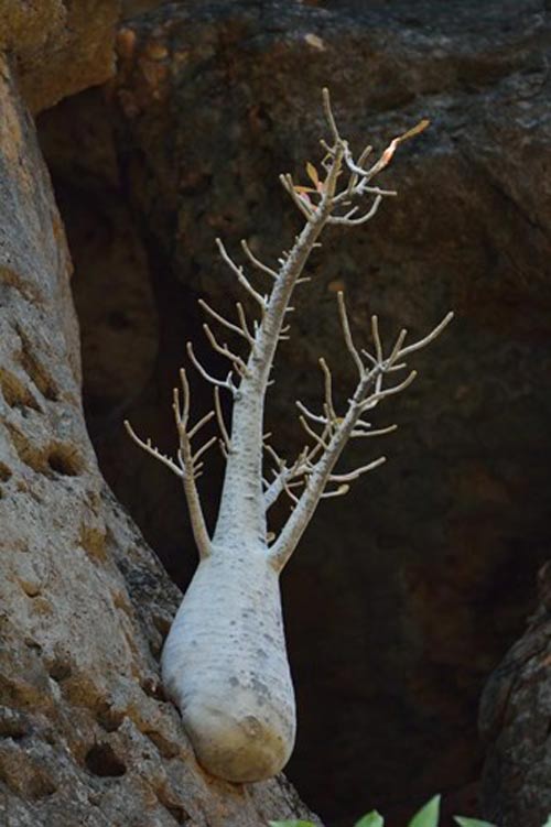 Đến đảo Socotra ngắm những loài cây lạ - 9
