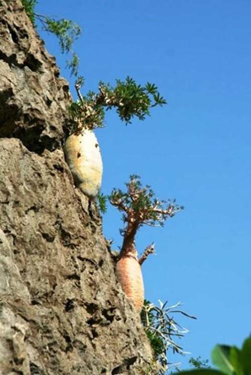Đến đảo Socotra ngắm những loài cây lạ - 7