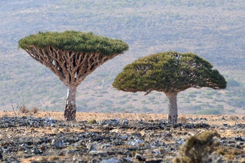 Đến đảo Socotra ngắm những loài cây lạ - 4