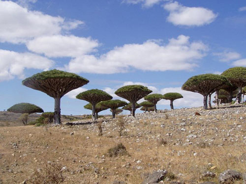Đến đảo Socotra ngắm những loài cây lạ - 3