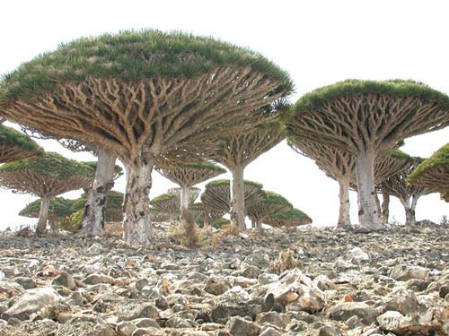Đến đảo Socotra ngắm những loài cây lạ - 5
