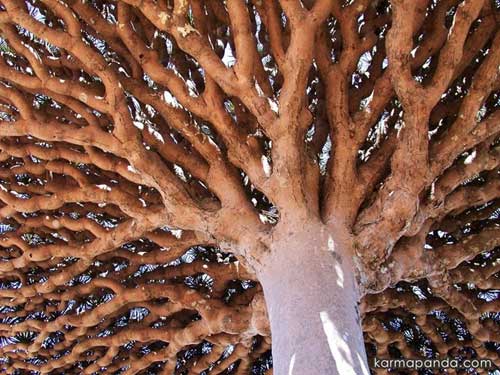 Đến đảo Socotra ngắm những loài cây lạ - 2