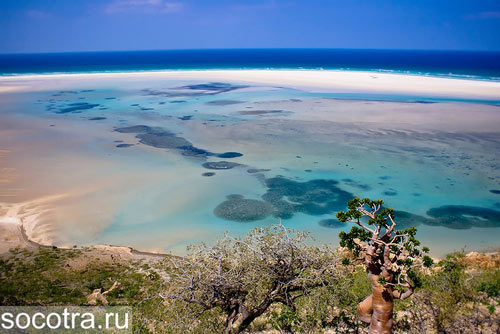 Đến đảo Socotra ngắm những loài cây lạ - 1