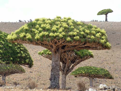 Đến đảo Socotra ngắm những loài cây lạ - 6