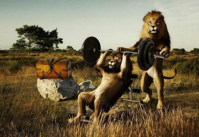 Thậm chí là đã có rất nhiều 'sư tử Hà Đông tập Gym'.
