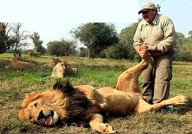 Điều ai đã từng sống chung với 'sư tử Hà Đông' đều nhận ra, đó là chúng thích được chăm sóc.