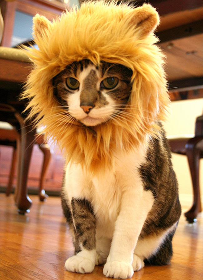 Đều là sư tử đội lốt mèo.