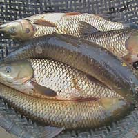 Sức khỏe đời sống - Suýt chết vì tự chữa đau khớp, đau lưng bằng mật cá