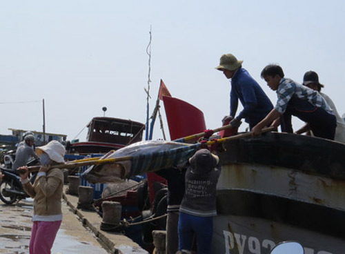 Cá ngừ Việt Nam: Sản lượng cao, đẳng cấp thấp - 1