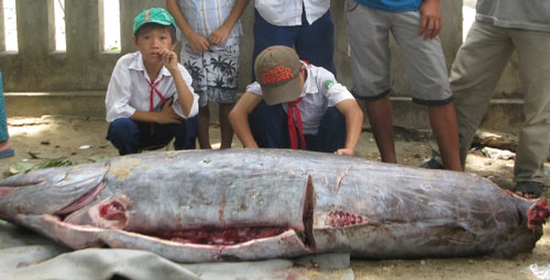 Phú Yên: Bắt được cá "lạ" nặng hơn 2 tạ - 1