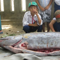 Tin tức trong ngày - Phú Yên: Bắt được cá "lạ" nặng hơn 2 tạ