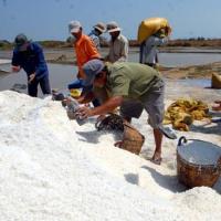 Thị trường - Tiêu dùng - Cần Giờ: Kiếm trăm triệu nhờ làm muối