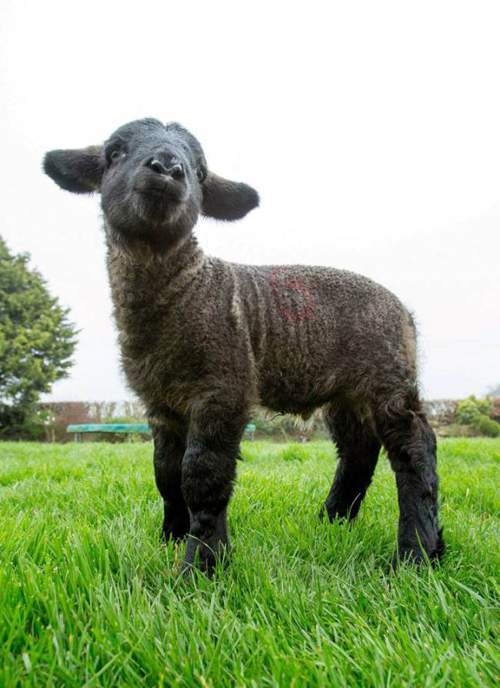 Chú cừu mới sinh nặng bằng em bé 1 tuổi - 1