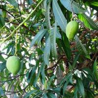 Thị trường - Tiêu dùng - Khốn khổ vì xoài mất mùa còn bị ép giá