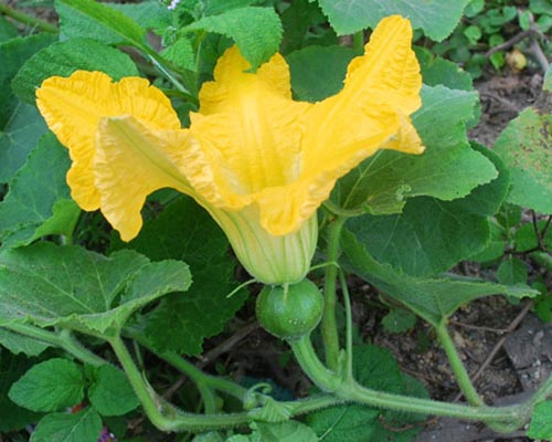 Nhớ... hoa bí của ngày xưa ! - 2