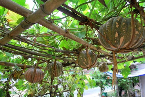 Nhớ... hoa bí của ngày xưa ! - 4