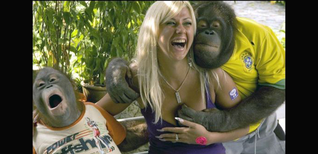 Khi động vật dòm ngó điểm nhạy cảm, sở thích riêng của loài khỉ là thích sờ ngực phụ nữ.
