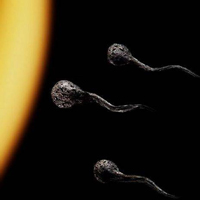 Cười 24h - Nghiên cứu về các “chiến binh” của quý ông đây