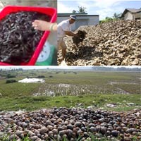 Thị trường - Tiêu dùng - Thương lái ngoại định hướng thị trường kiểu… kì dị