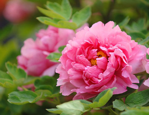 Tháng 4 đến Lạc Dương "say" trong sắc hoa mẫu đơn - 3