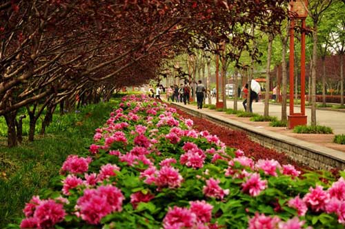 Tháng 4 đến Lạc Dương "say" trong sắc hoa mẫu đơn - 6