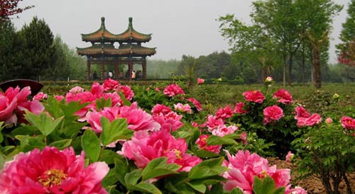 Tháng 4 đến Lạc Dương "say" trong sắc hoa mẫu đơn - 7