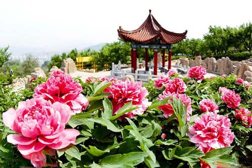 Tháng 4 đến Lạc Dương "say" trong sắc hoa mẫu đơn - 8