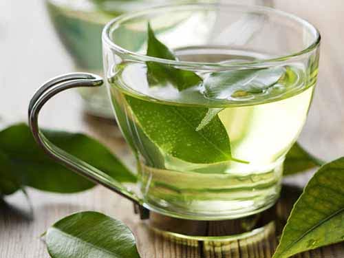 trà xanh chứa chất EGCG, một chất chống oxy hóa giúp cải thiện chức năng nhận thức thông qua việc sản sinh các tế bào não, chống lại các bệnh thoái hóa và suy giảm trí nhớ.