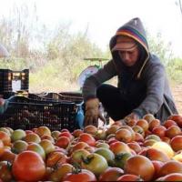 Thị trường - Tiêu dùng - Sau dưa hấu Quảng Ngãi, cà chua Đà Lạt rớt giá, chờ vứt bỏ