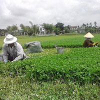 Thị trường - Tiêu dùng - Kiếm hàng trăm triệu nhờ trồng rau má