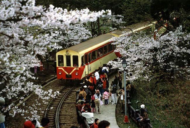Sau khi việc khai thác gỗ hoàn thành, tuyến xe lửa này được dùng để chuyên chở du khách tham quan.
