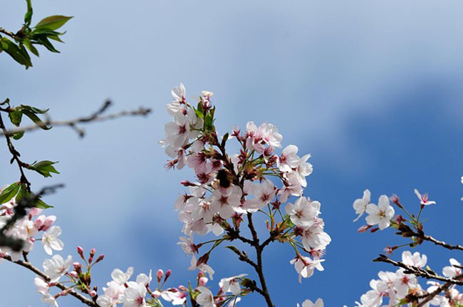 Hoa đào Thiên Đảo Anh (Prunus nipponica) là loại hoa đào phổ biến nhất trên núi A Lý. Cánh hoa có màu trắng sáng, nhụy hoa dài, mang vẻ đẹp thuần khiết, nhẹ nhàng và thường bung nở rực rỡ nhất vào cuối tháng 3.
