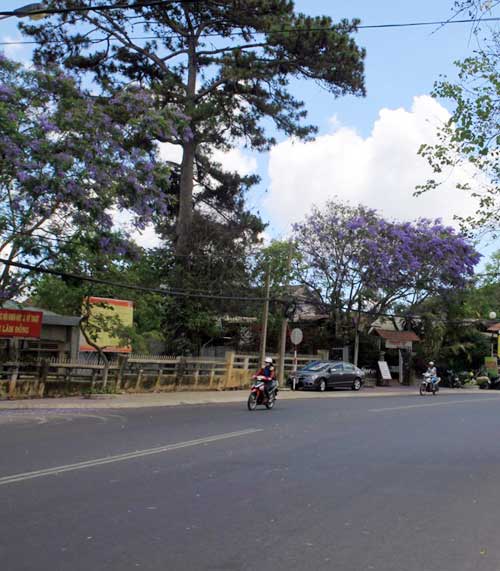 Đà Lạt bâng khuâng mùa phượng tím - 3