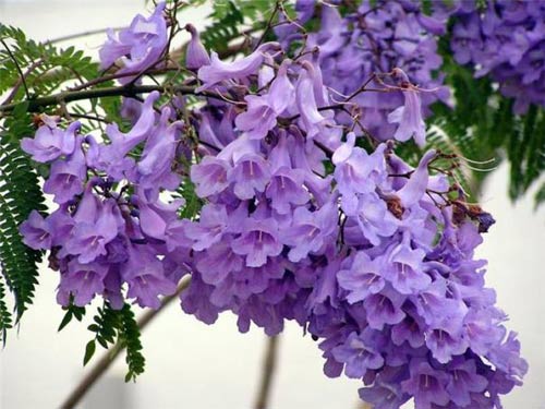 Đà Lạt bâng khuâng mùa phượng tím - 4