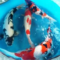 Thị trường - Tiêu dùng - Cận cảnh cá chép Nhật giá ngàn đô về Việt Nam