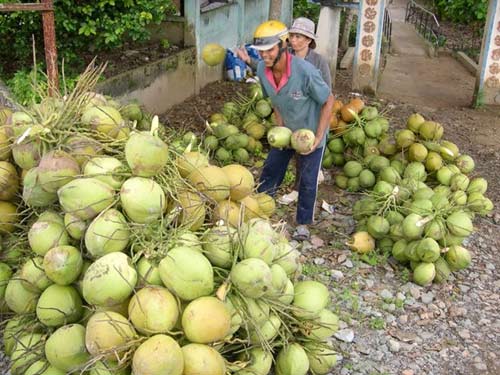 Mới đầu mùa nóng, dừa, mía đã tăng giá hơn 30% - 1