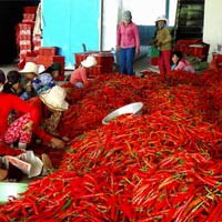 Thị trường - Tiêu dùng - Giá ớt từ 50.000đ/kg giảm xuống còn... 2.500đ