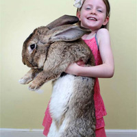 Thỏ "khổng lồ" nặng 22kg