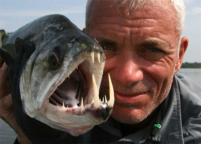 Loài cá được mệnh danh là cá ma cà rồng với những chiếc răng sắc nhọn. Chúng sống chủ yếu ở Venezuela
