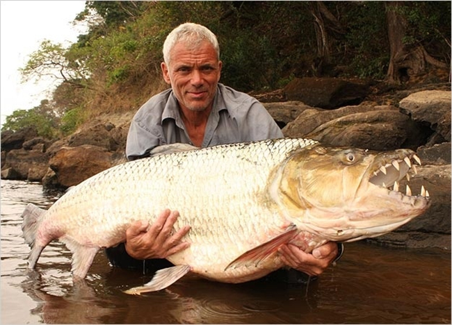 Một họ hàng của loài cá piranha được tìm thấy ở Trung Phi.
