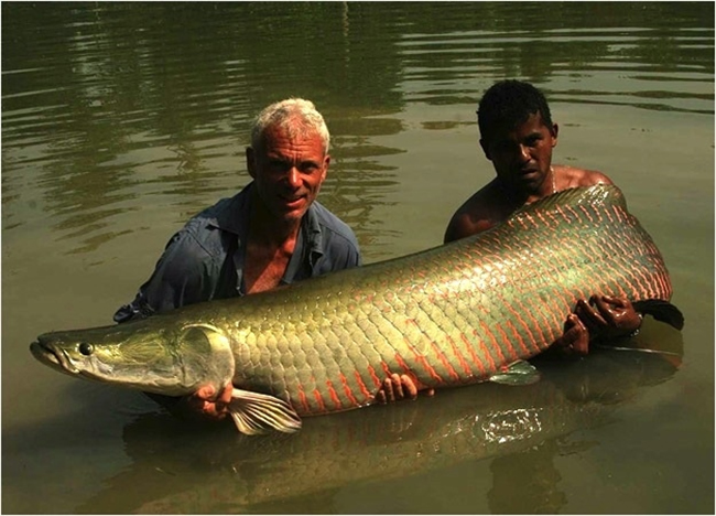 Loài cá arapaima này bị bắt ở một hồ ngập nước tại Brazil
