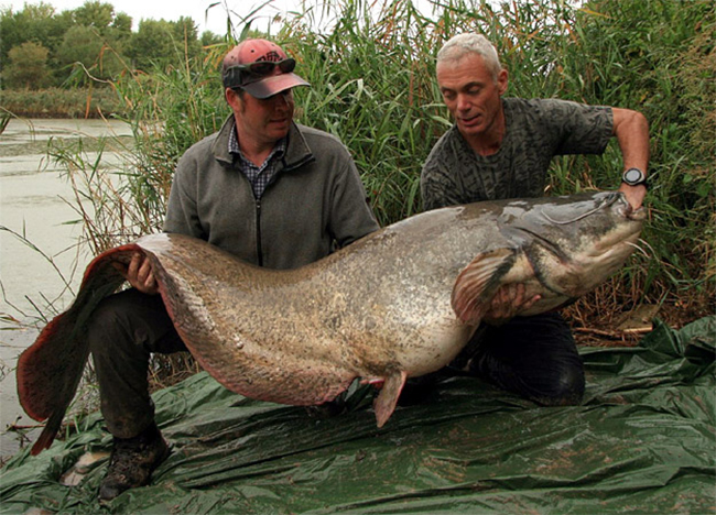 Loài cá tra này tối đa có thể nặng đến 330kg và dài hơn 3m
