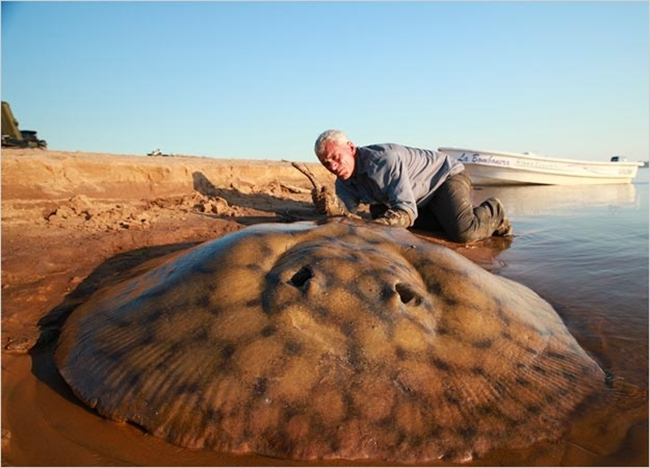 Loài cá đuối sông khi phát triển chúng có thể dài đến 4,9m và nặng hơn 200kg.
