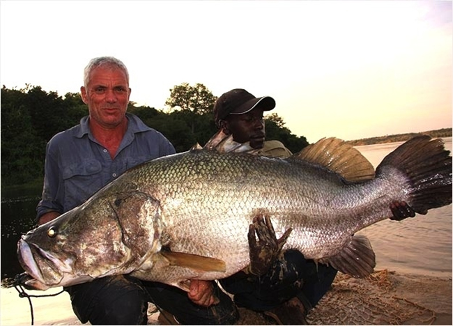 Cá rô sông Nile. Chúng có thể nặng đến 500kg và dài hơn 1,8m
