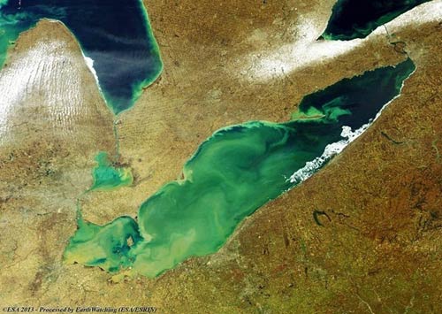Choáng ngợp tảo độc trên hồ Erie - 1