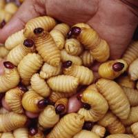 Ẩm thực - Những món ăn tươi sống không phải ai cũng dám thử