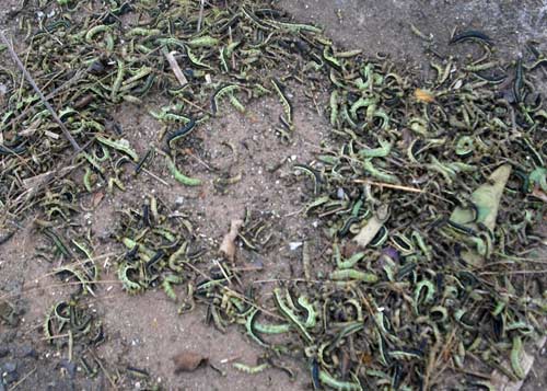 Lâm Đồng: Phát hoảng vì sâu bò lổm ngổm trong nhà - 3