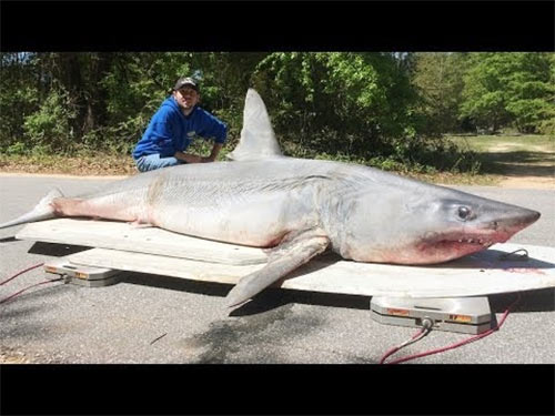 Tay không săn cá mập gần 400kg - 3